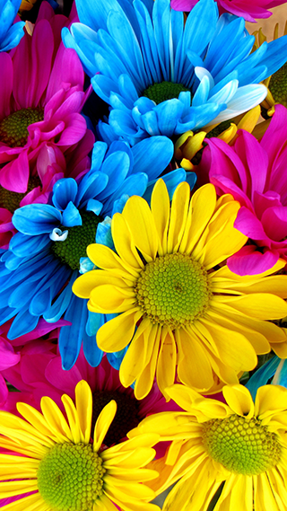Daisies Phone Wallpaper