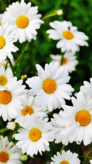 Daisy Flowers Phone Wallpaper