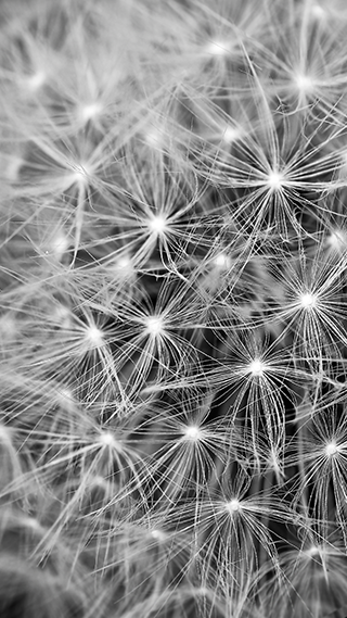 Dandelion Phone Wallpaper