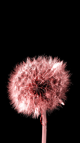 Dandelion Pink Phone Wallpaper