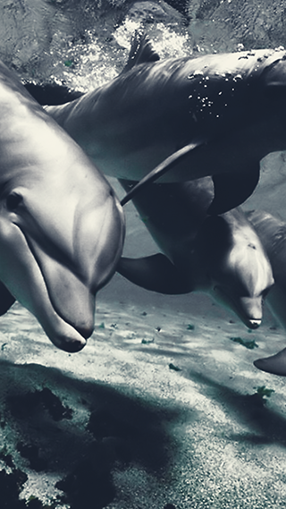 Dolphins Art Phone Wallpaper