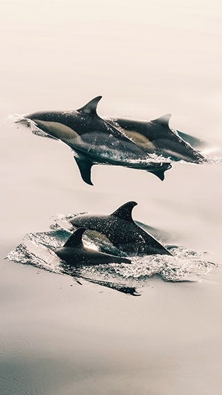 Dolphins Swimming Phone Wallpaper