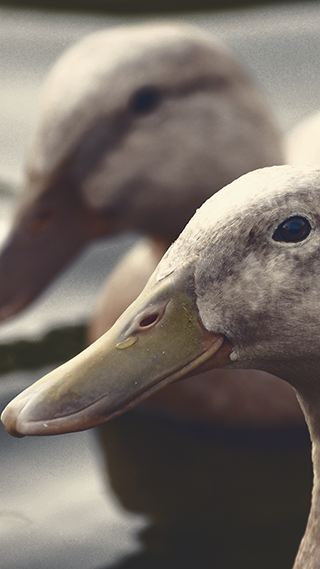 Ducks Love Phone Wallpaper