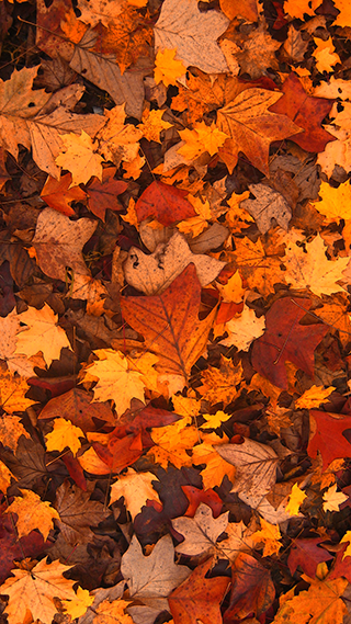 Fall Foliage Phone Wallpaper
