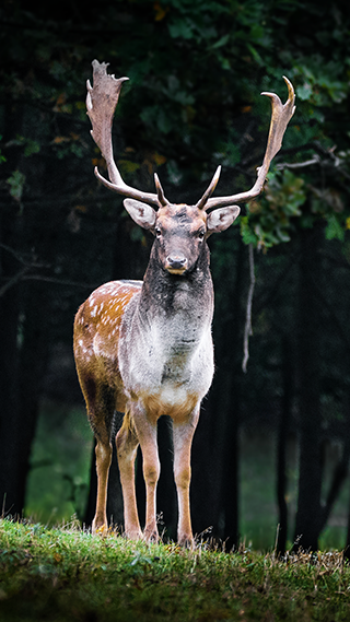 Fallow Deer Phone Wallpaper