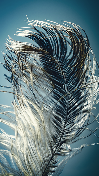 Feather Light Phone Wallpaper