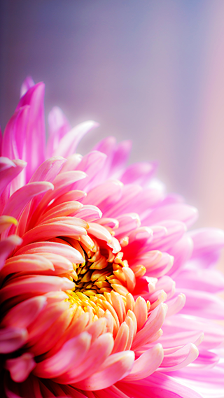 Floral Pink Phone Wallpaper