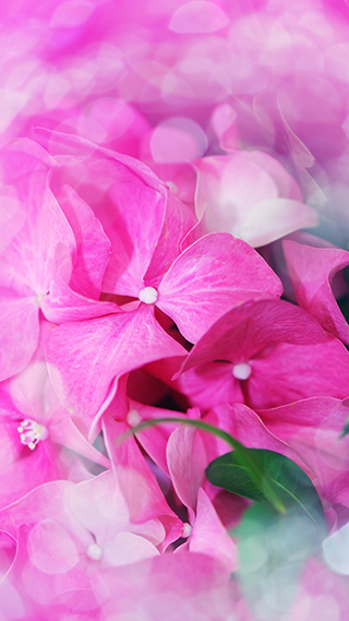 Florist Phone Wallpaper