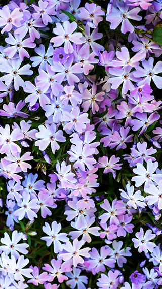 Flowers Phone Wallpaper