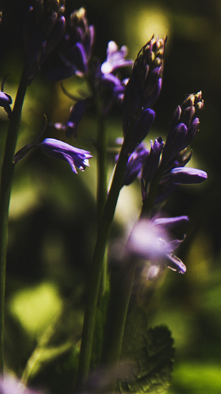 Flowers Night Shade Phone Wallpaper