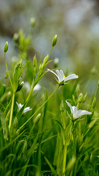 Flowers Whittle Phone Wallpaper