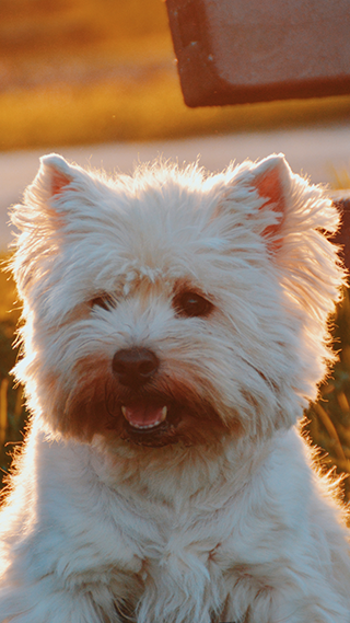 Fluffy Puppy Phone Wallpaper