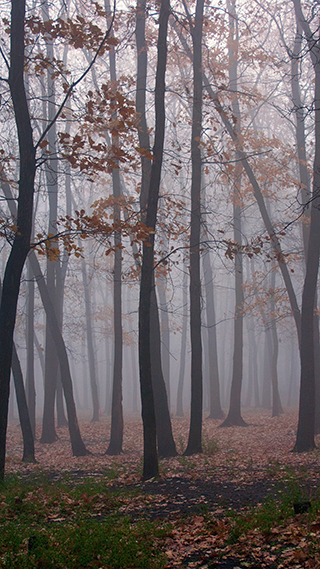 Foggy Forest Phone Wallpaper