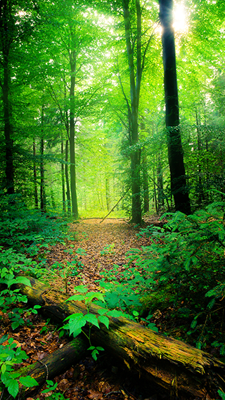 Forest Phone Wallpaper
