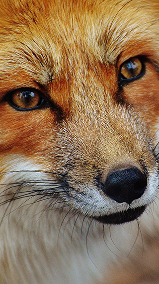 Fox Phone Wallpaper