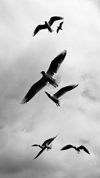 Free Birds Phone Wallpaper