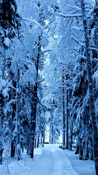 Frozen Forest Phone Wallpaper