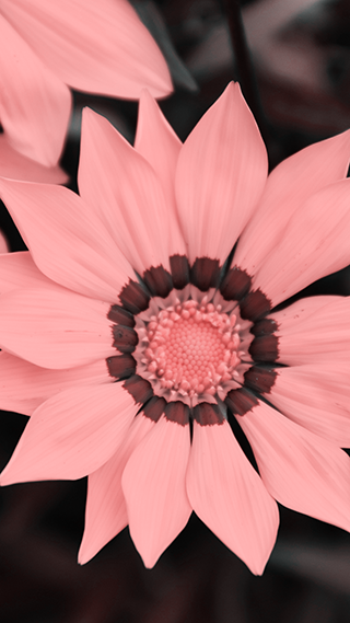 Gazania Flower Phone Wallpaper