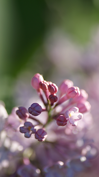 Gentle Blossom Phone Wallpaper