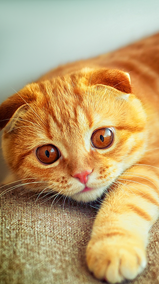 Ginger Kitten Phone Wallpaper