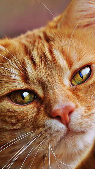 Ginger Skittle Phone Wallpaper