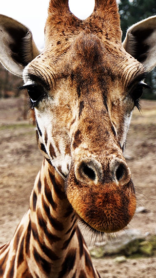 Giraffe Phone Wallpaper