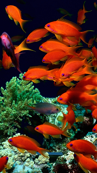 Gold Fish Phone Wallpaper