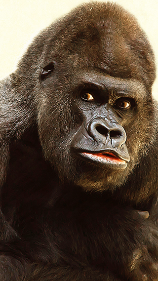 Gorilla Phone Wallpaper