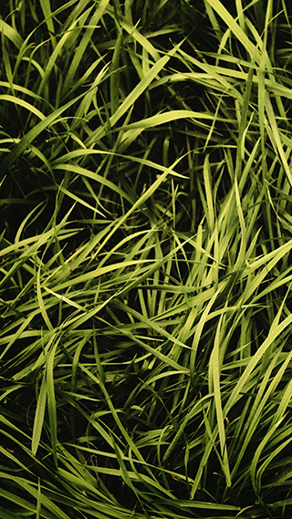 Grass Green Phone Wallpaper