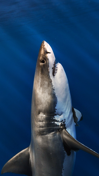 Great White Shark Phone Wallpaper