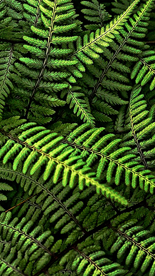 Green Fern Phone Wallpaper