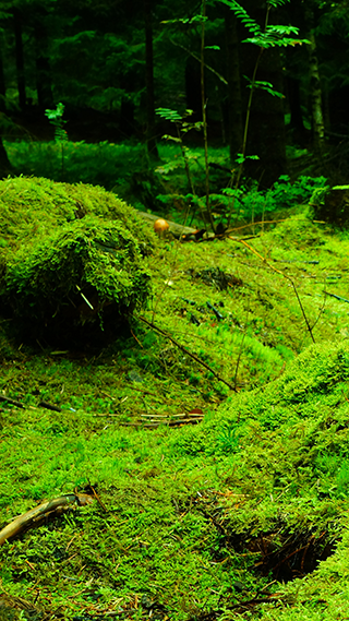 Green Forest Phone Wallpaper