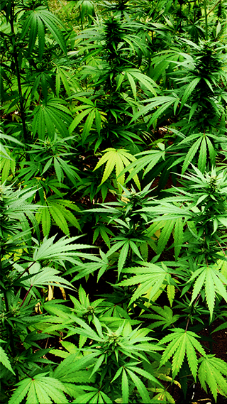Green Hemp Phone Wallpaper