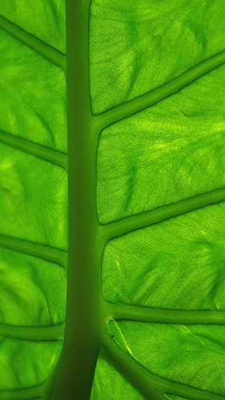 Green Leaf Phone Wallpaper
