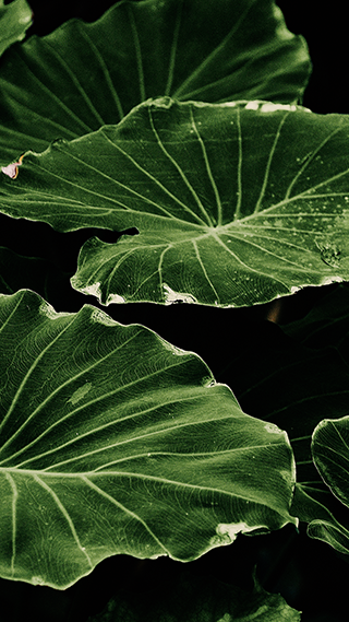 Green Leaves Phone Wallpaper