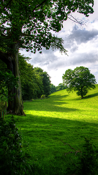 Green Park Phone Wallpaper