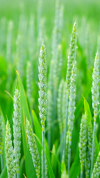 Green Wheat Phone Wallpaper