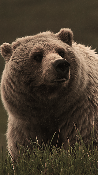 Grizzly Bear Phone Wallpaper