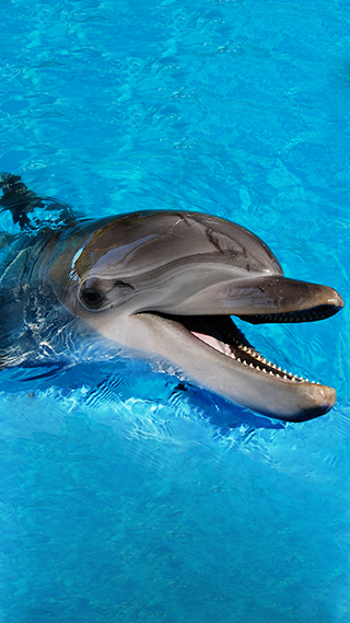 Happy Dolphin Phone Wallpaper