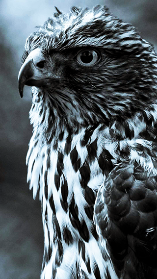 Hawk Phone Wallpaper