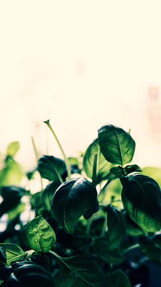 Herbal Green Phone Wallpaper
