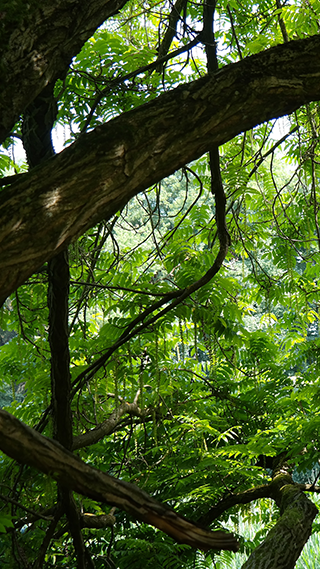 Jungle Phone Wallpaper