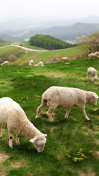 Just Grazing Phone Wallpaper