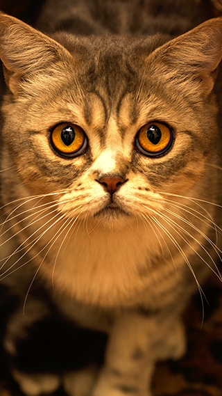 Kitty Eyes Phone Wallpaper