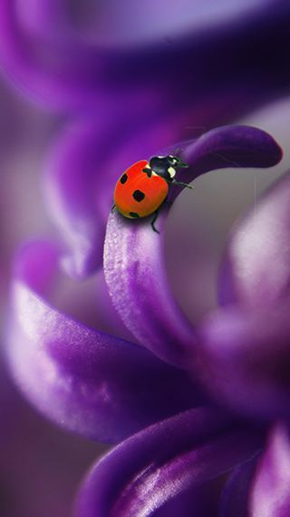 Ladybug Phone Wallpaper