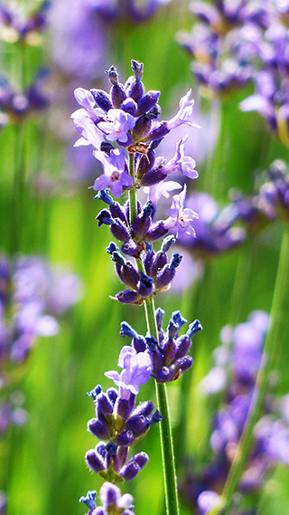 Lavender Flower Phone Wallpaper