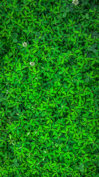 Leaf Wall Phone Wallpaper