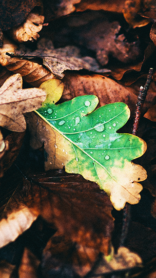 Leaves Phone Wallpaper