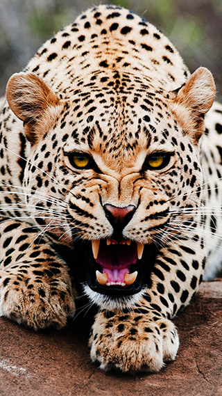Leopard Cat Phone Wallpaper