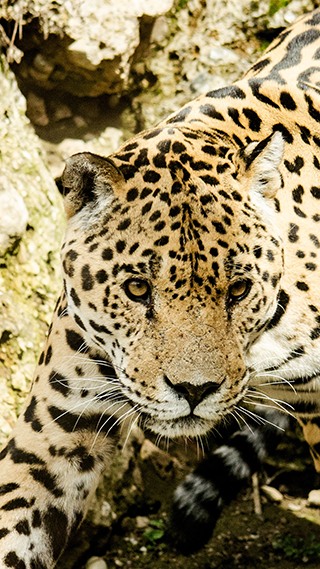 Leopard Phone Wallpaper